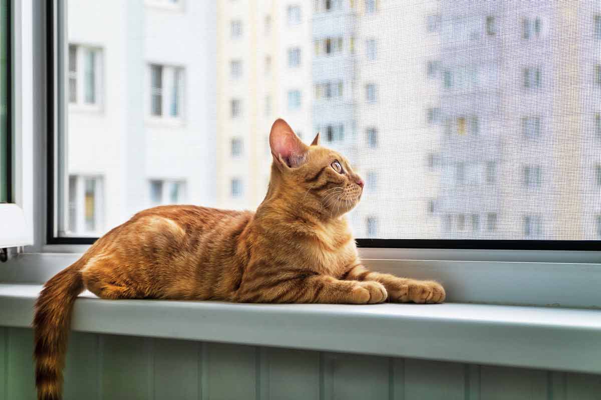 Ankara Kedi Sinekliği