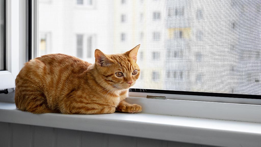 Cam Balkon Kedi Sinekliği