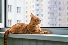 Ankara Kedi Sinekliği