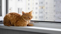 Cam Balkon Kedi Sinekliği