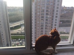 Pencere Kedi Sinekliği